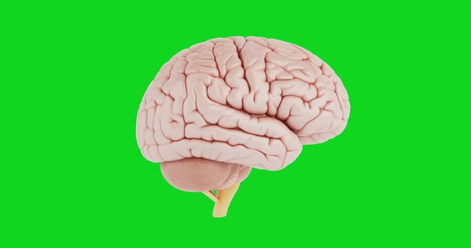 4k Resolution Video: Human Intelligence And Neuroscience Concept. Realistic Human Brain Anatomy Seamless Looped Rotating On Green Screen Chroma Key Background With Alpha Matte