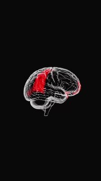 4k Resolution Vertical Video for Social Media: Medical Diagnosis And Neurology Concept. Xray Human Brain With Highlighted Red Inflamed Areas Seamless Looped Rotating On Black Background