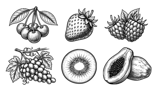 Vintage botanical fruit outline illustrations with cherries grapes kiwi strawberry raspberry and papaya