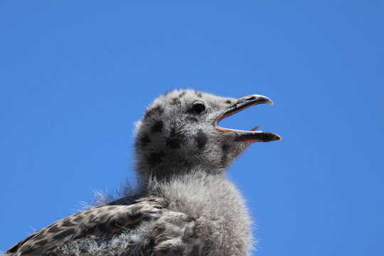 Wild seabird chick portrait