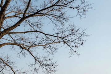 Obraz premium Bare Tree Branches Against Sky