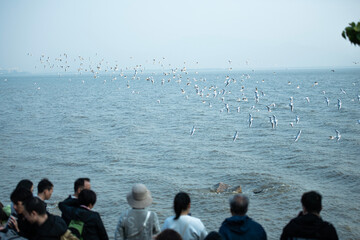 Fototapeta premium group of people on the beach and many birds flying 
