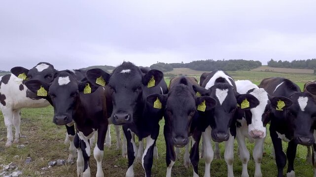 Young Holstein Cattle Posing at Camera on Jutland Farm near Viborg, Denmark