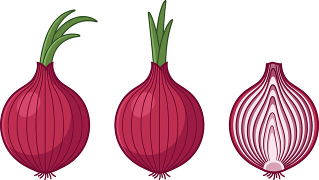 Fresh Red Onion Vegetable Vector Set with Whole Raw Bulbs Green Sprouts and Longitudinal Half Section Slice for Cooking Ingredient Market Graphic Designs