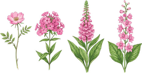 Vintage Style Pink Garden Flower Set Featuring Foxglove Phlox Wild Rose and Delphinium for Botanical Illustrations Wedding Stationery and Floral Greeting Card Designs © MDJulfikar