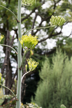 Beautiful Crown Agave (Agave attenuata 'Nerva') flowers.