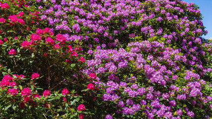 Obraz premium Bright colors of rhododendron and azalea flowers bloom in a garden during spring season near a park setting