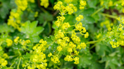 Obraz premium Bright yellow flowers grow among green leaves in a garden during spring