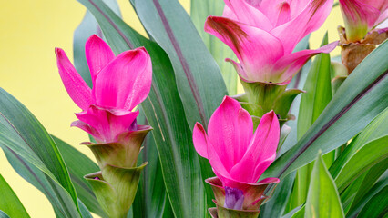 Obraz premium Bright pink flowers grow among green leaves in a garden setting during daytime in a sunny location