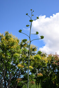 Beautiful Crown Agave (Agave attenuata 'Nerva') flowers.