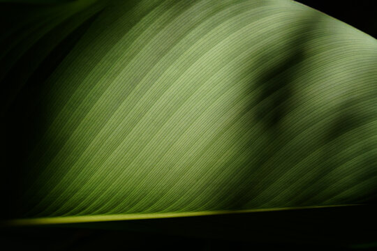 Elegant green botanical texture with dramatic natural light and organic abstract patterns