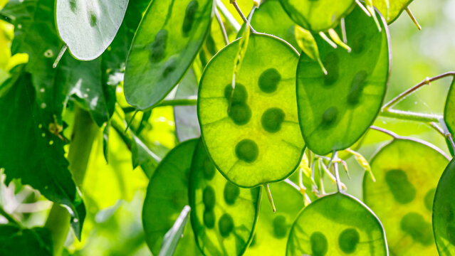 Green leaves dangle from branches under sunlight, showing round spots and a vibrant backdrop in nature