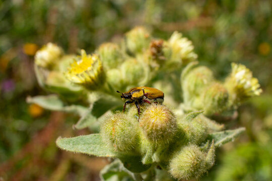Golden yellow beetle with dark stripes ,Hoplia bilineata rests on fuzzy green plant buds and yellow flowers outdoors during sunny day