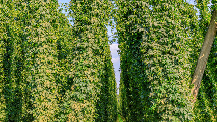 Fototapeta premium Rows of hop plants grow in a field during sunny weather in the early afternoon