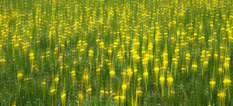 An abstract landscape of yellow dandelions in spring with blur effect