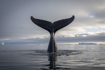 Fototapeta premium A humpback whale's tail emerges from Antarctic waters, its fluke adorned with barnacles in a serene and majestic moment.