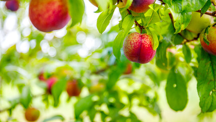Obraz premium Plum trees with ripe fruits during the daytime in a green orchard