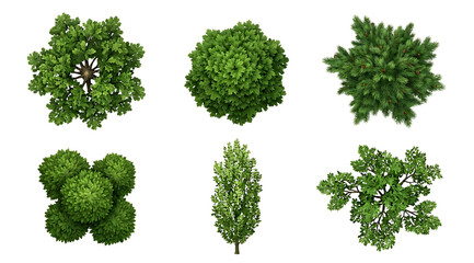 Obraz premium Set of diverse green trees and bushes in top view, illustrating various foliage for landscaping and architectural designs