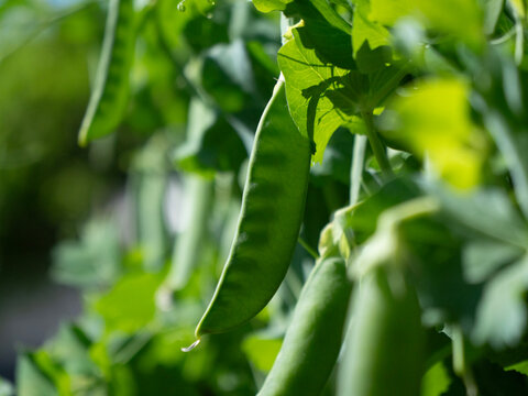 Green Pea pod on pea plant ripening in the sun
