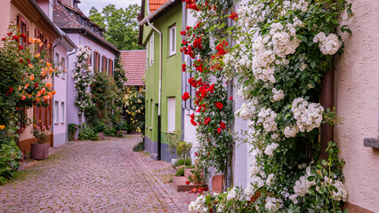 Obraz premium Flowers grow on walls in a narrow street in a small town during a clear day, creating a colorful scene of nature and architecture