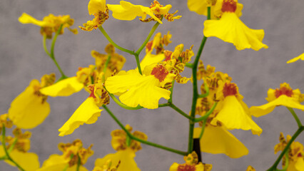 Obraz premium Bright yellow orchids bloom and display intricate patterns in a close-up view in a garden setting during daylight