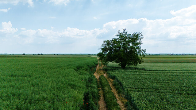 Aerial view of a lone tree standing beside a dirt path through lush green agricultural fields under a bright cloudy sky in Novi Sad, Vojvodina, Serbia.