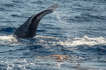 Naklejka premium Spermwhale sperm whale feces evacuating dejection while diving