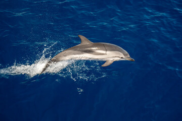 Fototapeta premium Striped dolphin jumping on blue sea surface