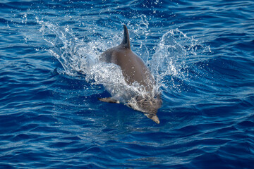 Striped dolphin jumping on blue sea surface © Andrea Izzotti