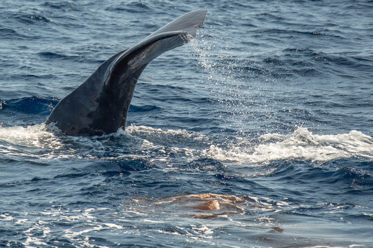 Spermwhale sperm whale feces evacuating dejection while diving