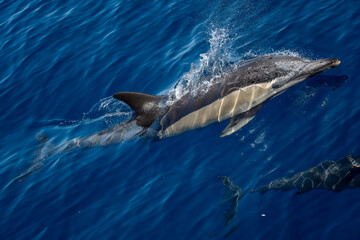 Fototapeta premium Common dolphin in pelagos sanctuary ultra rare to see in front of genova
