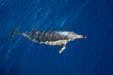 Obraz premium Common dolphin in pelagos sanctuary ultra rare to see in front of genova