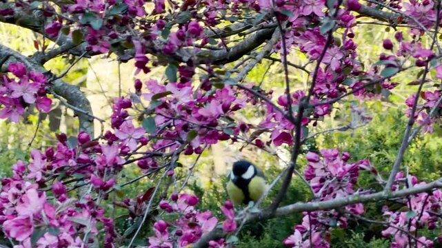 A dark blackbird rests quietly on a tree branch surrounded by pale pink flowers in a peaceful forest. The soft spring light and gentle colors bring a wonderful feeling of calm and comfort.