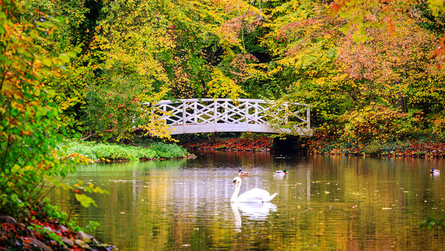 Swan swims in a pond near a wooden bridge surrounded by trees during autumn
