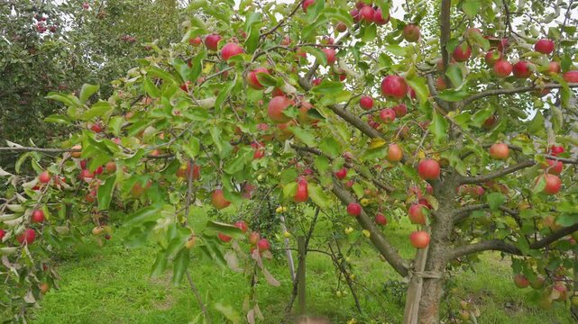 Little girl picking apples from apple tree, rear view, Back view of a little blonde girl reaching out to pick a ripe red apple from a tree in an orchard