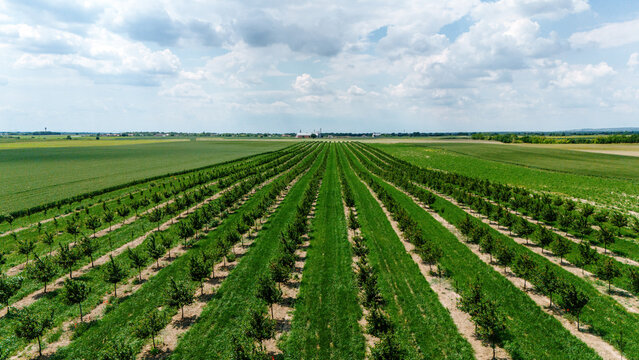 Aerial view of rows of young fruit trees in a lush green orchard under a cloudy sky Novi Sad, Vojvodina, Serbia.