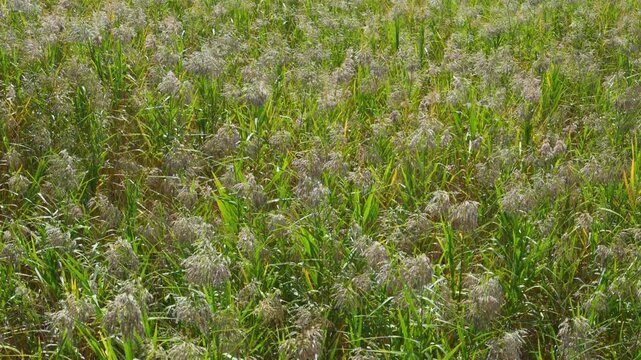 The images show a dense stand of Phragmites australis, commonly known as the common reed.