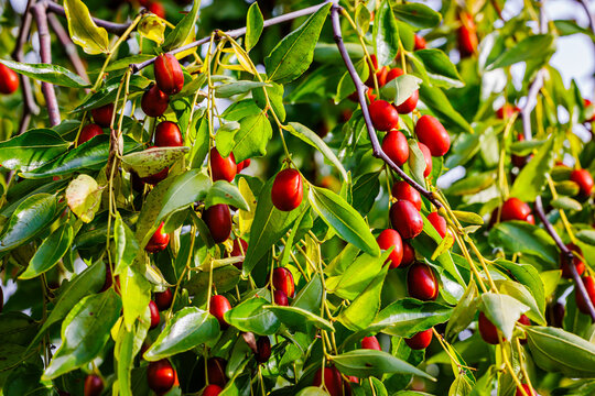 Harvesting Ripe Chinese Dates From Ziziphus Jujuba Mill in a Lush Garden Setting Under Bright Sunlight