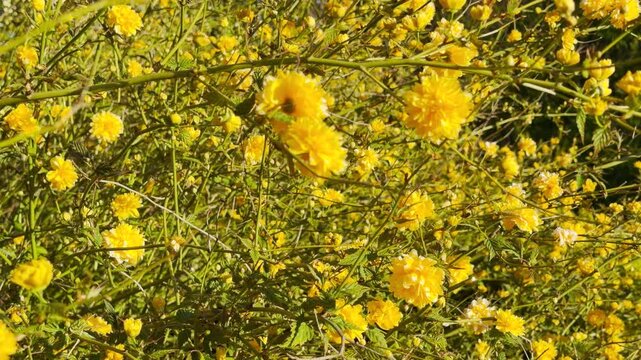 Vibrant yellow Kerria japonica flowers burst from tangled green stems, bringing a cheerful and lively energy to a sun-drenched outdoor garden scene.