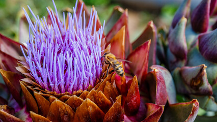 Bee collects nectar from purple flower in garden during sunny day in spring © Fleuronica