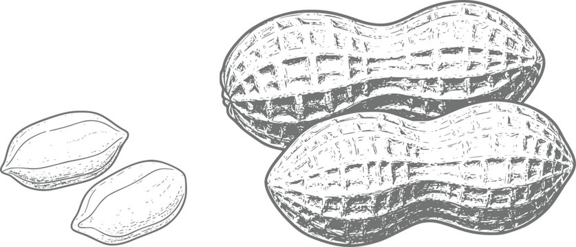 A detailed black and white hand-drawn of two whole peanuts in their shells alongside two individual peanut kernels