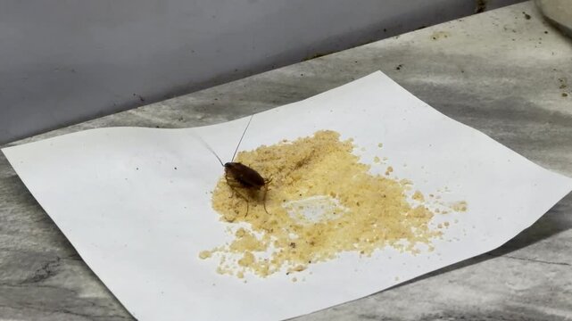 A disgusting cockroach consumes lethal poison bait powder on a white paper. This successful pest control moment brings feelings of absolute relief and peace of mind to the household.