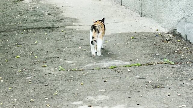 A tri-color calico cat is walking across a cracked concrete walkway. The feline moves away from the camera past sparse green weeds growing near a wall.