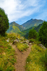 Fototapeta premium Mountain Trail Path Through Lush Green Landscape in Kyrgyzstan