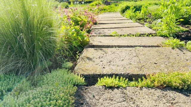 Low green sedum succulents cluster tightly around rectangular concrete stepping stones. Warm sunlight brightens the ornamental grass and flowering plants lining the garden path.