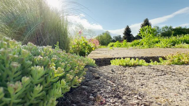Low green sedum succulents spread along a weathered concrete stone path. Warm morning sunlight shines over tall grass and lush garden beds under a bright blue sky.
