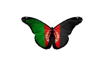 butterfly on white © Bou