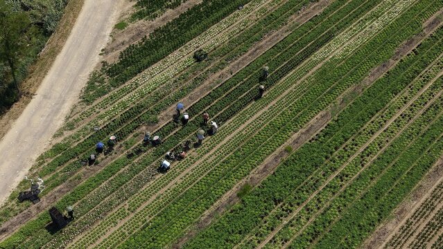 Aerial Harvest: Workers tending to rows of crops in a vast field under a clear sky, capturing the essence of agricultural labor and the bounty of the earth.