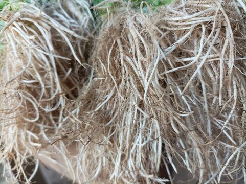 Close up of fresh white plant roots with natural texture and organic detail, suitable for agriculture, botany, farming, growth, and nature background concepts.