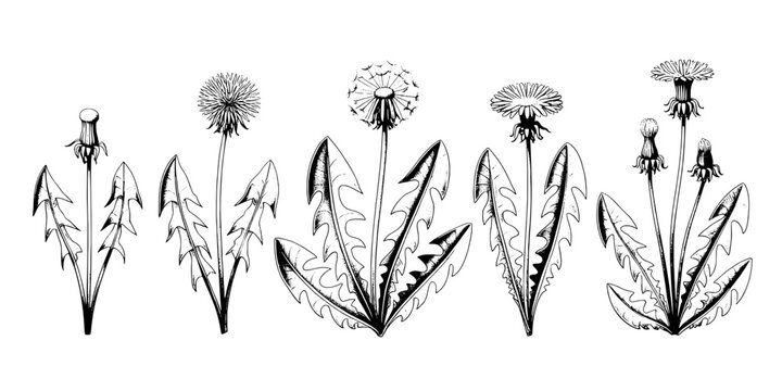 Flower hand drawn set with dandelion and leafy stems, black ink sketch style for nature, botanical and greeting designs